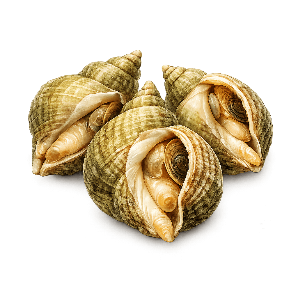 Bulots cuits